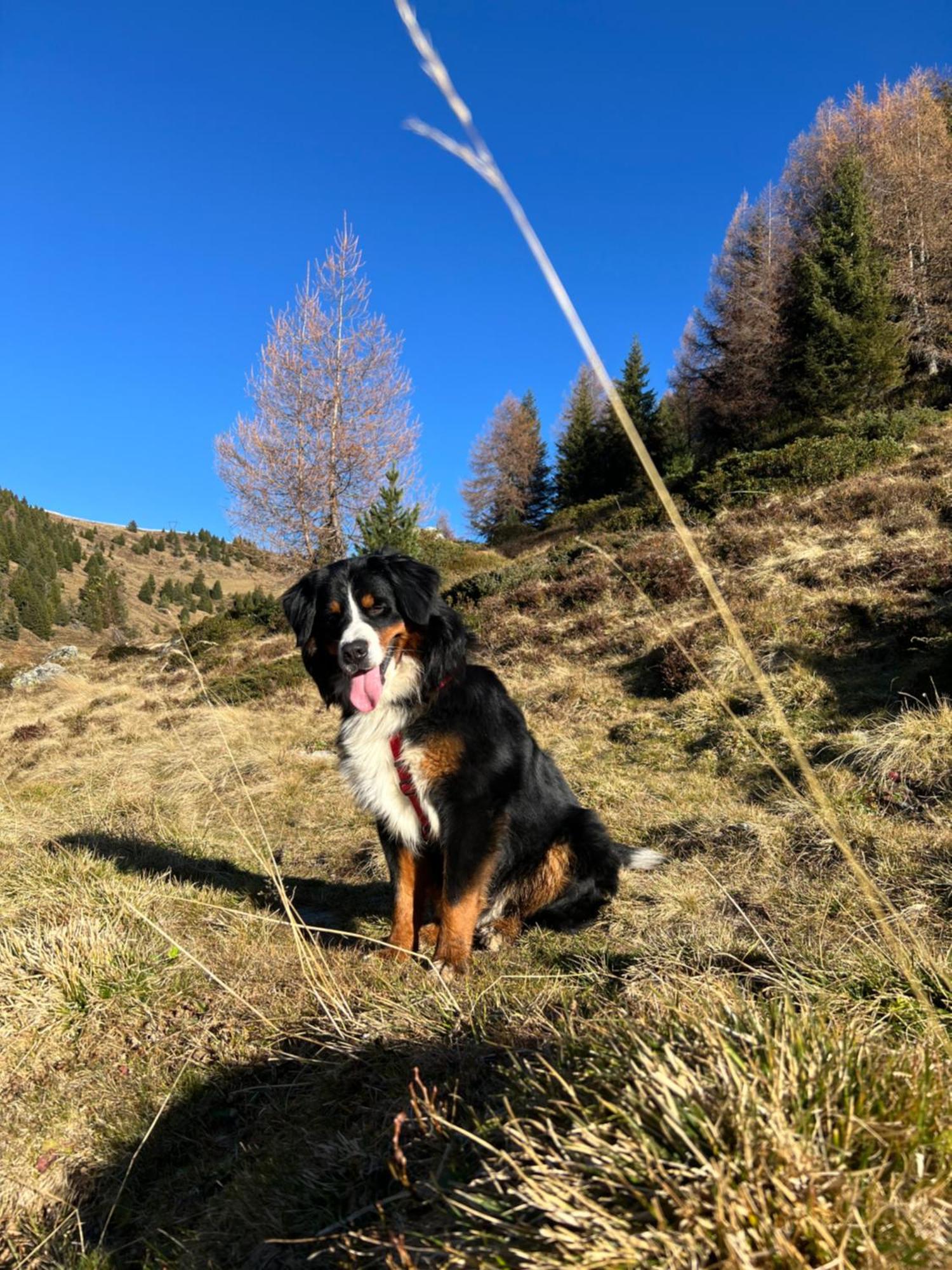 Grosskarnaiderhof Appartements-Bauernhof-Natur Pur Luson Buitenkant foto